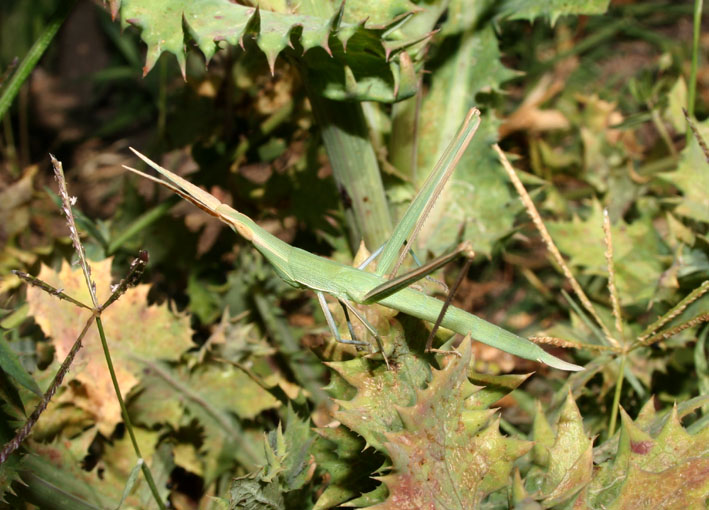 Acrida sp. ( turrita o ungarica mediterranea)